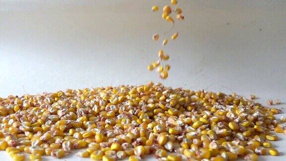 玉米在慢镜头中飘落