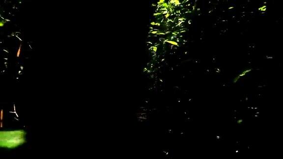 斯坦尼康拍摄通过树Forrest