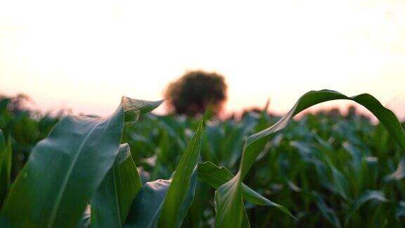 绿色玉米农田与天空背景
