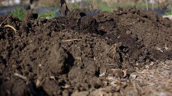 在菜园里种植蔬菜-农民用有机肥给土壤施肥在菜园里种植土豆