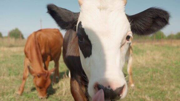 白牛犊和黑牛犊走到镜头前用舌头舔了舔鼻子