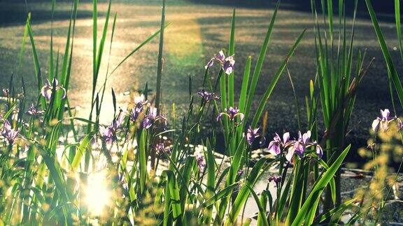 蝴蝶花盛开在美国宾夕法尼亚州波科诺斯的小池塘里