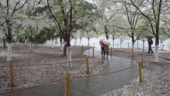 北京的春天迎来了一场雨夹雪游客们在公园里散步