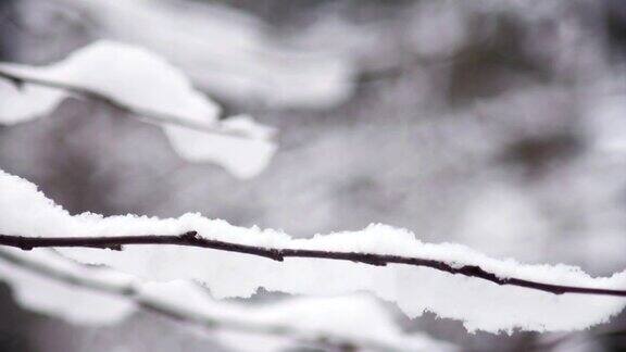 树枝上有雪