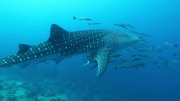 泰国罗辛岛鲸鲨与鮣鱼和军曹鱼在海面附近游动