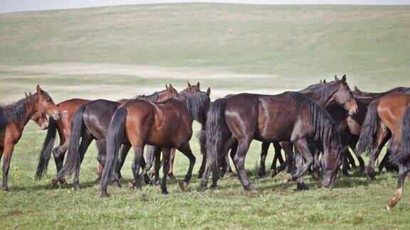 夏季牧场上的一群马