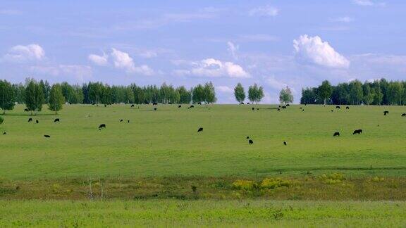 一群牛在草地上吃草的夏天在田野里吃草的牛群