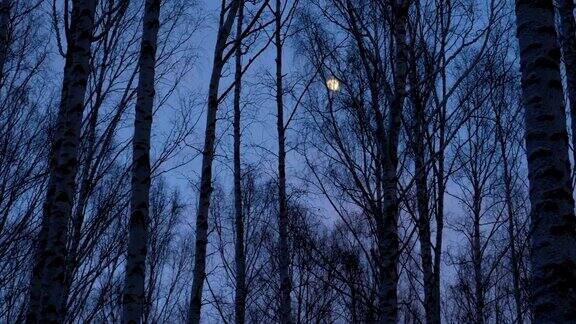 暮色中的白桦林里的满月