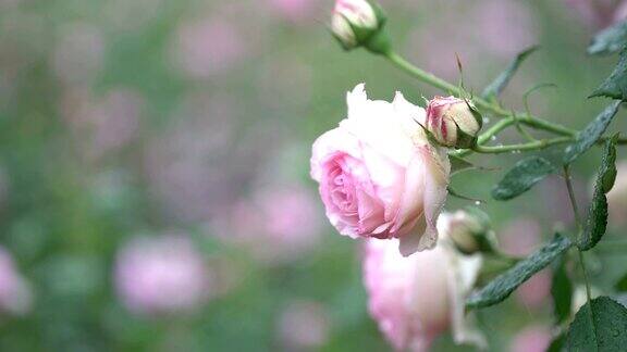玫瑰在春雨中绽放