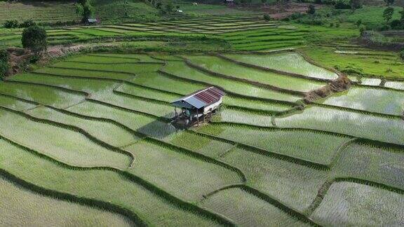 无人机拍摄的稻田里的农业景象