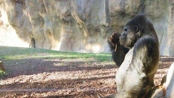 大型雄性大猩猩安静地吃着树枝上的树叶