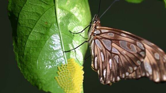 一只蝴蝶在叶子上产卵