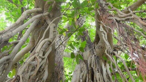 佛塔地区一棵500年树龄的榕树的长根