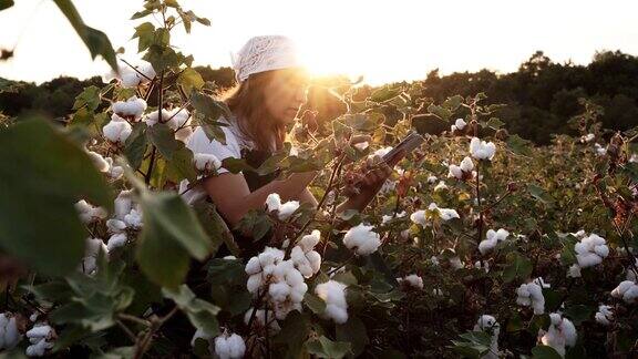 棉花采摘的季节在棉花田里一个年轻的妇女在金色的夕阳下评估着收获前的作物