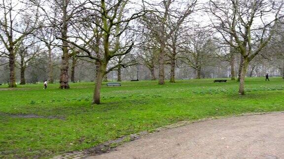 伦敦白金汉宫的格林公园