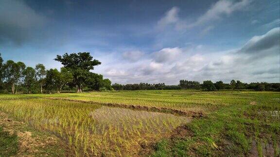 景观稻田时间推移
