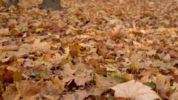 落叶落在森林的地上