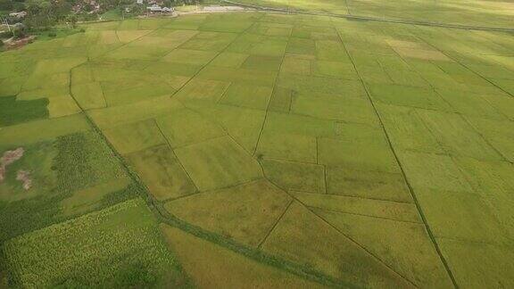 越南富颜省的稻田