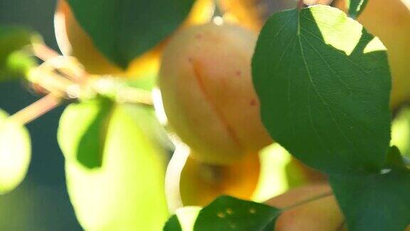 成熟的杏子在树枝上
