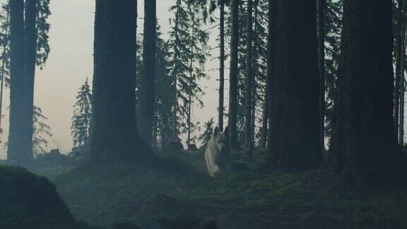 一只白色的狗在森林里奔跑