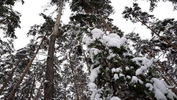冬天白雪覆盖的forest_9