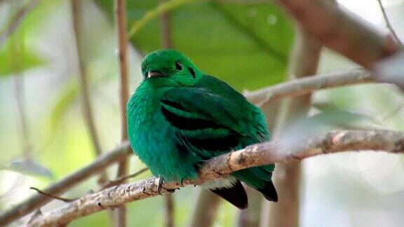 绿喙鸟(绿萼鸟)颜色鲜艳