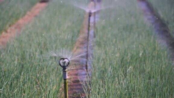 特写:在花园中自动浇灌大葱水滴越南