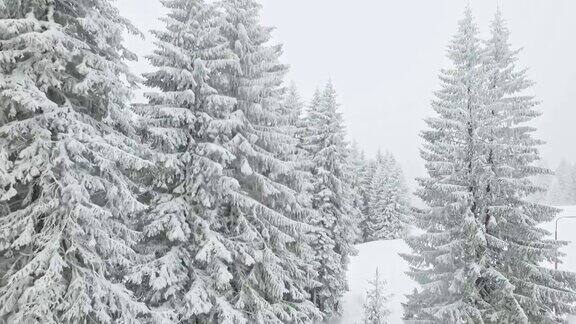 冬天的森林在下雪
