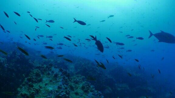 鱼群礁鱼和双髻鲨在海底礁游泳