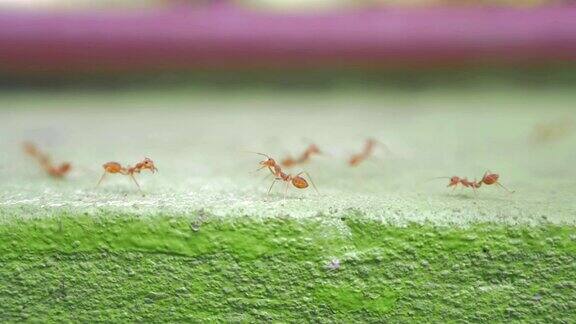 蚂蚁走