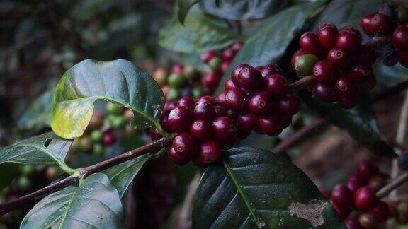 在有机咖啡种植园的一棵树上成熟的阿拉比卡咖啡樱桃