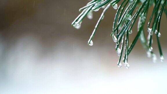 圣诞树背景下的自然雪与轻风在冰柱