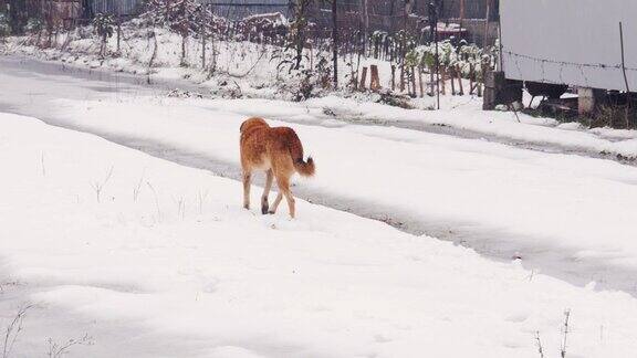 红色的流浪狗在雪地里行走
