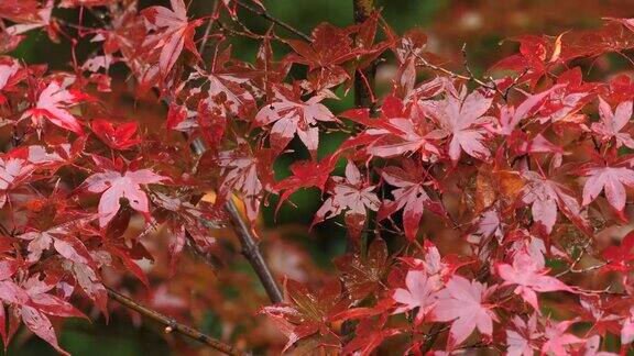 在日本的大雨中红枫的叶子