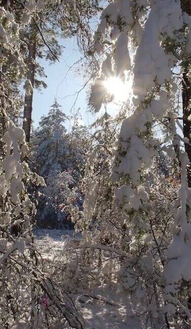 穿过冬天的森林阳光穿过白雪覆盖的树冠垂直视频