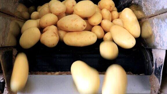 新鲜采摘的土豆在传送带在广泛的设施