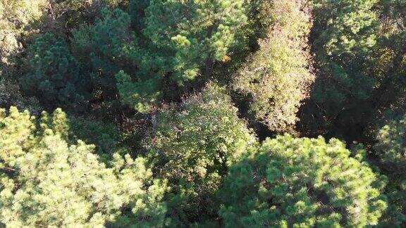 无人机在树林上空飞行