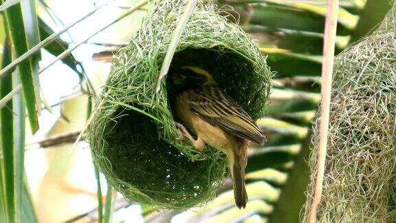 鸟类在自然界的椰子树上筑巢