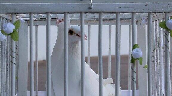 鸟笼里的白鸽