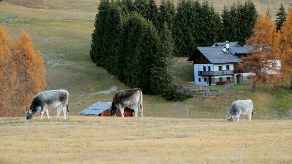 意大利Dolomites地区AlpediSiusi(SeiserAlm)南蒂罗尔地区的奶牛
