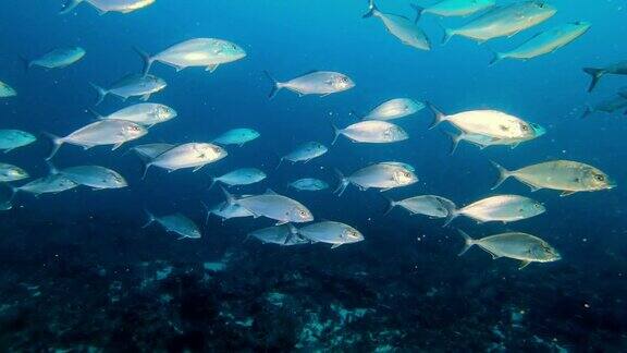 深海潜水杰克鱼在深蓝色的水里成群游动