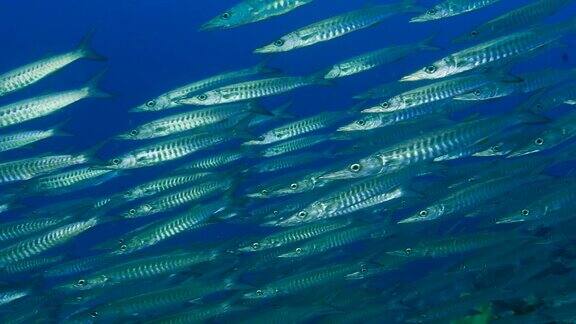 梭鱼教育海底