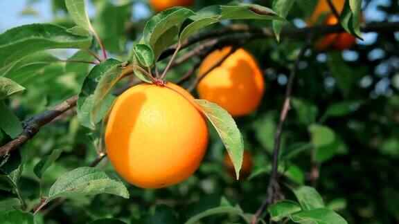 成熟的橘子在橘子树枝上