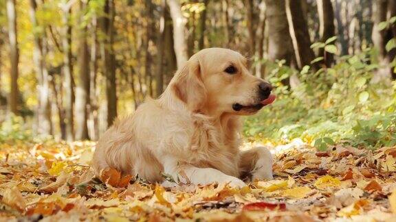 金毛猎犬坐在秋天的公园里