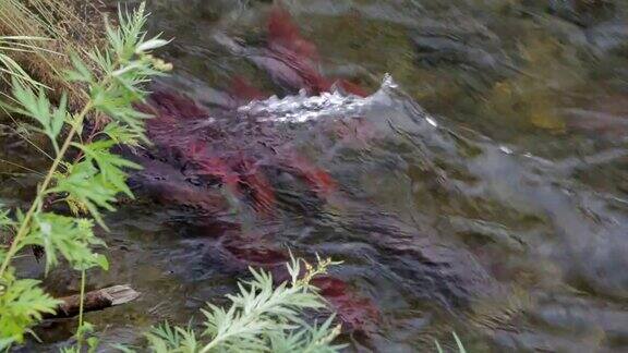 在堪察加半岛的河流上产卵红鲑鱼