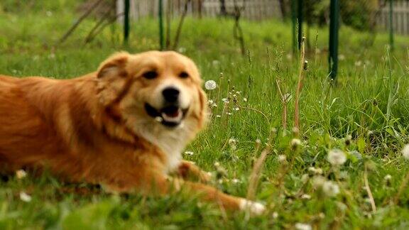 可爱的狗在草地上玩耍