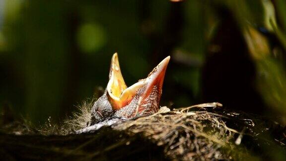 鸟宝宝在树上筑巢张开嘴野生动物