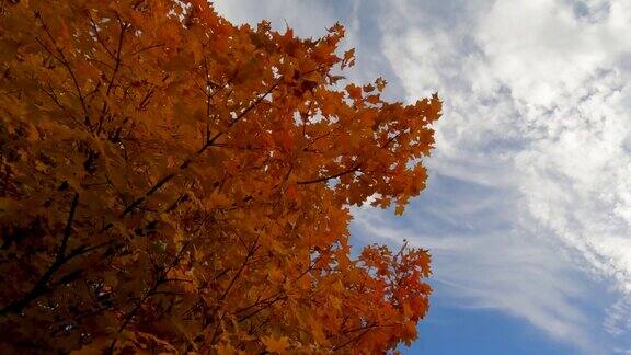 仰望鲜艳的秋叶颜色和美丽的蓝天