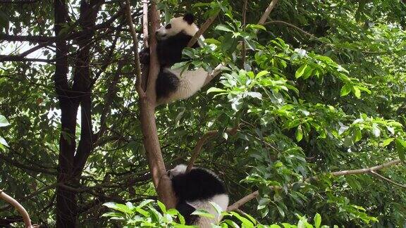 可爱的小熊猫宝宝在树上