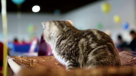 可爱的毛绒绒的小猫在猫展上玩宠物玩具喜爱动物